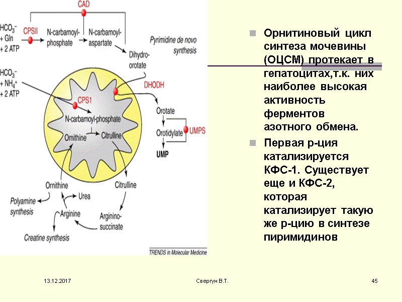 Орнитиновый цикл синтеза мочевины (ОЦСМ) протекает в гепатоцитах,т.к. них наиболее высокая активность ферментов азотного
